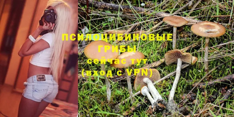 где купить наркоту  Санкт-Петербург  Галлюциногенные грибы Psilocybe 